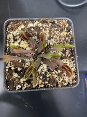 Dionaea
