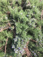 Rosmarinus
