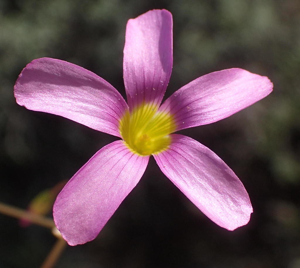 Oxalis dichotoma