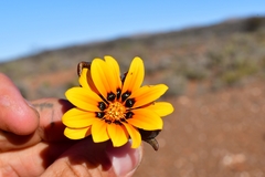 Gazania heterochaeta