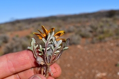 Gazania heterochaeta