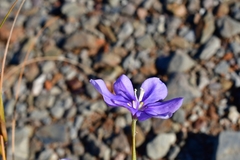 Moraea crispa