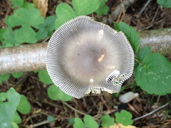 Amanita umbrinolutea