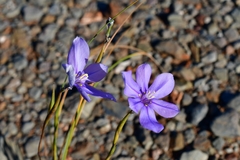 Moraea crispa