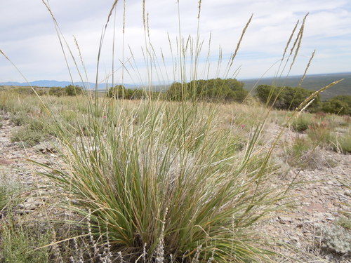 Salina wildrye (Leymus salinus)