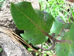 Asclepias vinosa