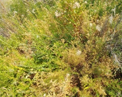 Polemonium pectinatum