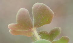 Oxalis punctata