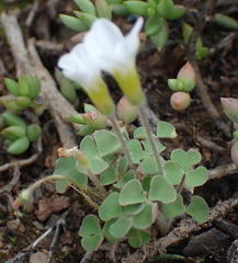 Oxalis punctata