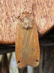 Noctua pronuba