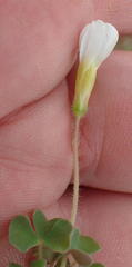 Oxalis punctata