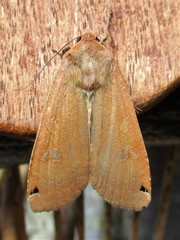 Noctua pronuba