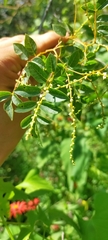 Rhus jaliscana