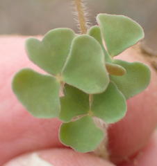 Oxalis punctata