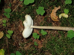 Amanita umbrinolutea