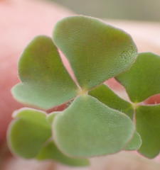 Oxalis punctata