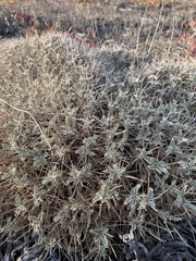 Astragalus tragacantha