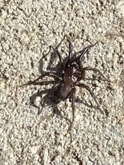 Antrodiaetus pacificus