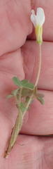 Oxalis punctata
