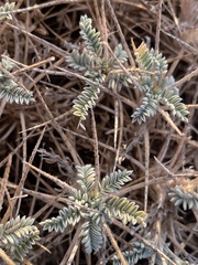 Astragalus tragacantha
