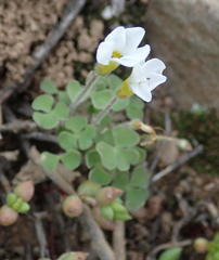 Oxalis punctata