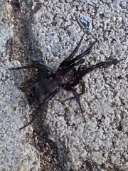 Antrodiaetus pacificus