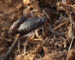 Parabuthus schlechteri