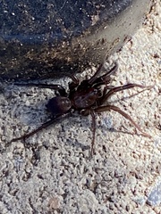 Antrodiaetus pacificus