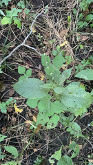 Persicaria virginiana