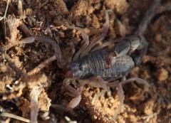 Parabuthus schlechteri