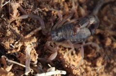 Parabuthus schlechteri