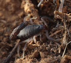 Parabuthus schlechteri