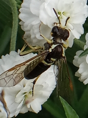 Symphyta