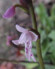 Stenoglottis fimbriata