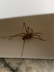 Loxosceles arizonica