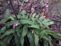 Stenoglottis fimbriata