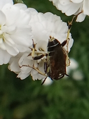 Symphyta