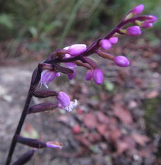 Stenoglottis fimbriata