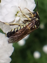 Symphyta
