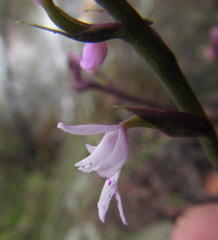 Stenoglottis fimbriata