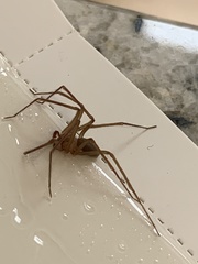 Loxosceles arizonica