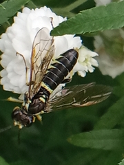 Symphyta