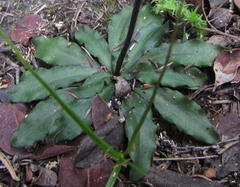 Stenoglottis fimbriata