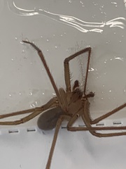Loxosceles arizonica