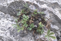 Potentilla caulescens