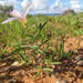 Oxalis blastorhiza - Photo (c) Nick Helme, μερικά δικαιώματα διατηρούνται (CC BY-SA), uploaded by Nick Helme