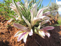 Babiana minuta