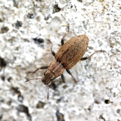 Sitona lepidus