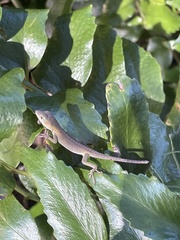Anolis carolinensis