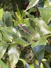 Anolis carolinensis